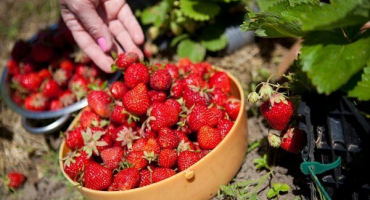 Kdy a jak správně sbírat jahody?